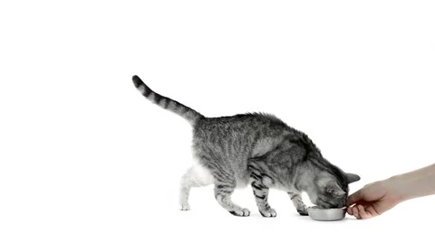 Tabby grey cat asking for food and getting bowl Stock Footage 50131767