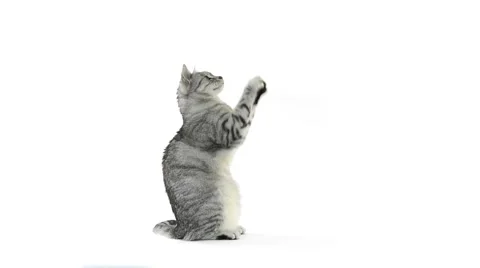 Tabby grey cat asking for food and getting bowl Stock Footage 50131785
