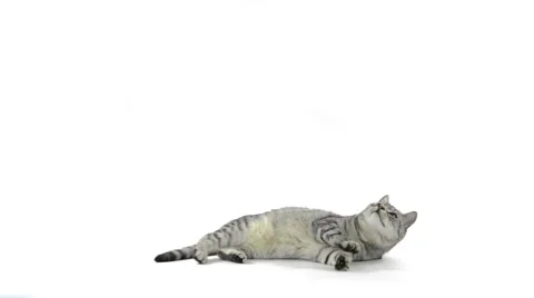 Tabby grey cat begging for food and rolling over Stock Footage 50131638