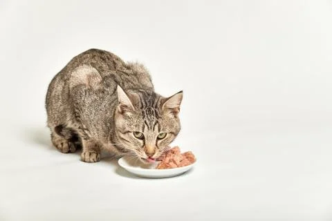 Tabby grey cat eats wet cat food and licks its mouth Stock Photos