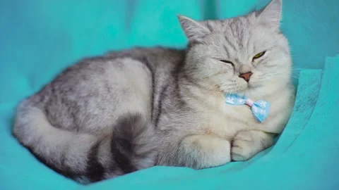 Tabby grey cat lying on a grey sofa. Stock Footage 172549081