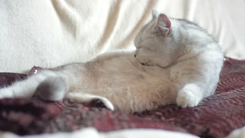 Tabby grey cat lying on a grey sofa. Stock Footage 172549514