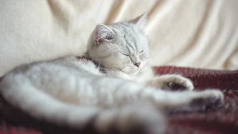 Tabby grey cat lying on a grey sofa in a living room. Stock Footage 172549690