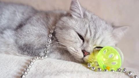 Tabby grey cat lying on a grey sofa in on toys. Stock Footage 172549699