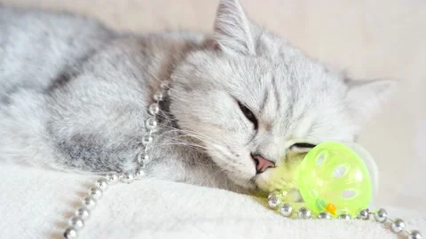 Tabby grey cat lying on a grey sofa in on toys. Stock Footage 172550279