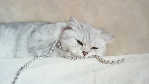 Tabby grey cat lying on a grey sofa in a living room. Vídeos de archivo 172550293