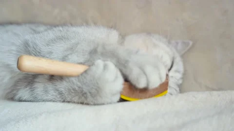 Tabby grey cat lying on a grey sofa in a living room. Stock Footage 172550308