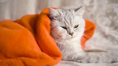 Tabby grey cat lying on a grey sofa in a living room. Stock Footage 172550311