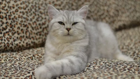 Tabby grey cat lying on a grey sofa Vídeos de archivo 181546980