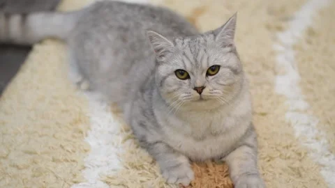 Tabby grey cat lying on a grey sofa Stock Footage 181547407