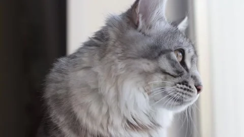 Tabby grey cat sitting on a windowsill Stock Footage 126686241
