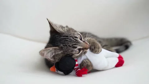 Tabby grey kitten plays with snowman Christmas plush toy. Pet cat Christmas Stock Footage 159168748