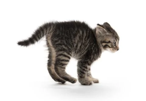 Tabby kitten arching back Stock-Fotos