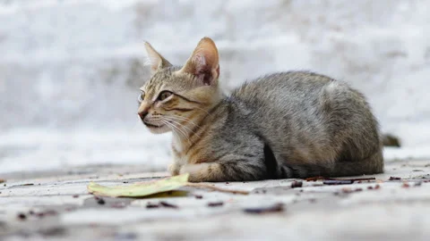 Tabby kitten cat rests lying on the ground and looks around Stock Footage 279647052