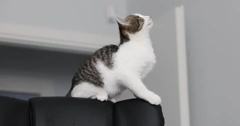 Tabby kitten chattering and chirping while looking up from an armchair Stock Footage 325510751