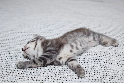 A tabby kitten with a classic "Whiskas" pattern stretches out on a white knitted Foto stock
