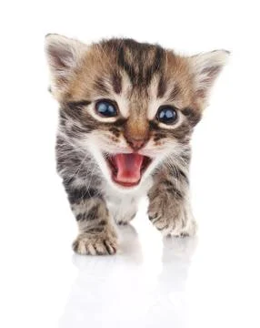 Tabby kitten crying Stock Photos