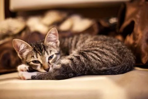 Tabby kitten curled up in a ball Stock Photos