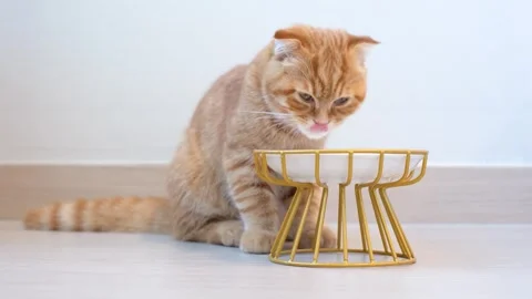 A tabby kitten eats cat food from bowl. Stock Footage 340597192