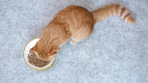 A tabby kitten eats dry food from a plate on gray background close-up, top view. Stock Footage 341662260