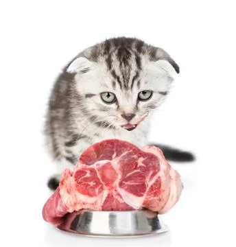 Tabby kitten eats meat and licks its lips. isolated on white background Stock Photos