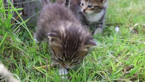 Tabby kitten Stock Footage 150702313
