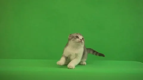 Tabby kitten on a green background Vidéo 94510218