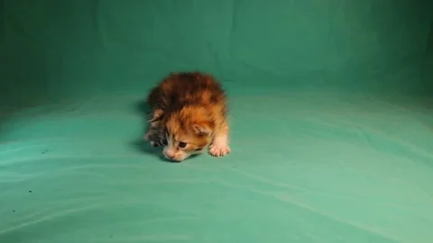 Tabby kitten on a green background. Little cat is 10 days old. Newborn isolated Stock Footage 151188198