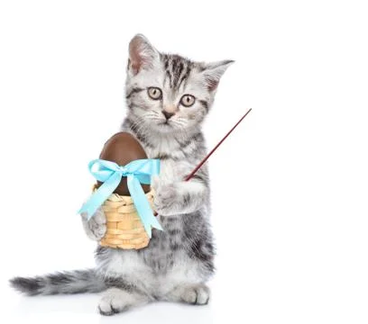 Tabby kitten holding easter basket with chocolate egg and pointing away on em Stock Photos