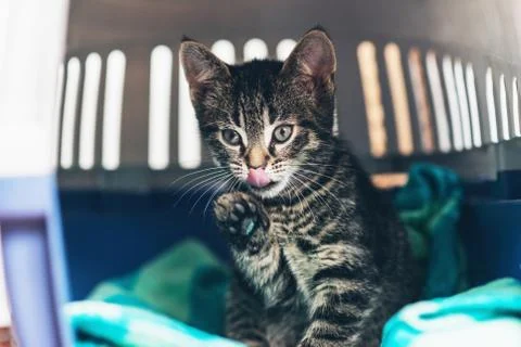 Tabby Kitten Inside a Carriage with One Foot Up Stock Photos
