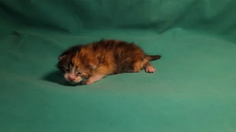 Tabby kitten isolated on a green background. Stock Footage 150825794