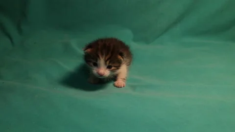 Tabby kitten isolated on green background. little cat are 7 days old Stock Footage 150887138