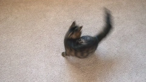 Tabby kitten jumping and playing with itself, running around to its tail Stock Footage 178483786