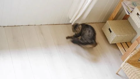 Tabby kitten jumping and playing with itself, running around in a circle. Cat is Video stock 276413477