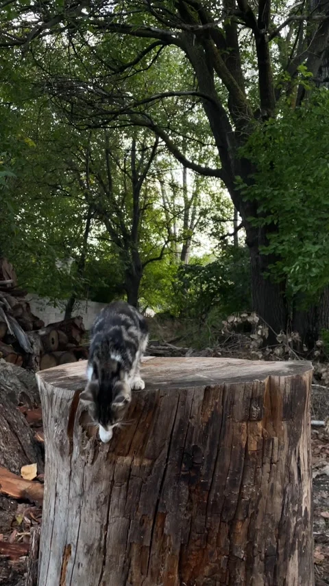 Tabby Kitten Jumping Down From Tree Stump In Green Garden, Vertical 4K 60fps Stock-Footage 347593155