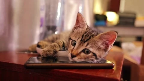 Tabby kitten laying on broken smartphone 스톡 동영상 333707576