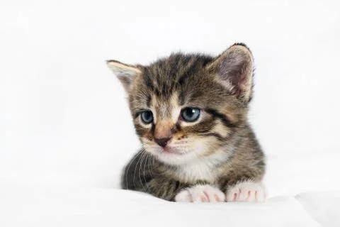 Tabby kitten lies Stock Photos