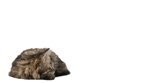 Tabby kitten lies on a white background Stock Footage 76012765