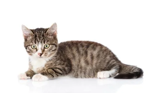 Tabby kitten looking at camera. isolated on white background Stock Photos