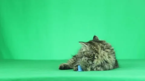 Tabby kitten looking on a green background Stock Footage 64372313