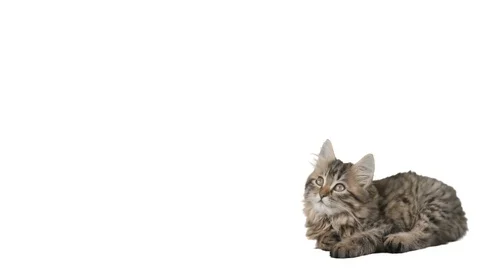 Tabby kitten looks on a white background Stock Footage 76012778