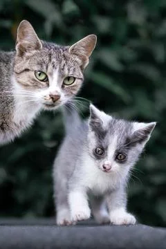 Tabby Kitten with Mother on Stone Path Stock Photos