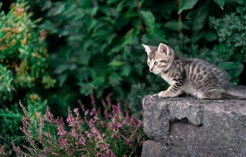 Tabby Kitten Perched on Stone Overlooking Heather Stock Photos