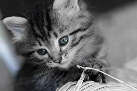 Tabby kitten Stock Photos