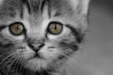 Tabby kitten Stock Photos