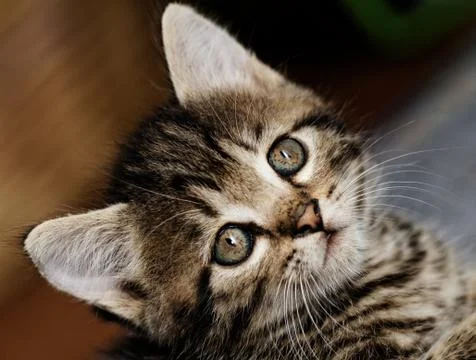 Tabby kitten Stock Photos