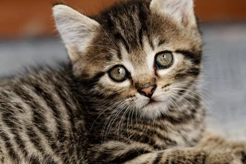 Tabby kitten Stock Photos