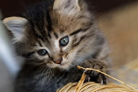 Tabby kitten Stock Photos