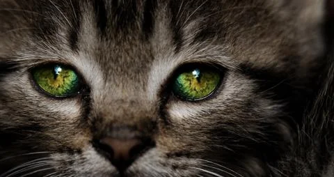 Tabby kitten Stock Photos
