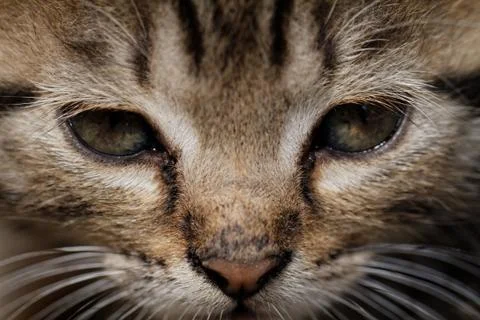 Tabby kitten Stock Photos